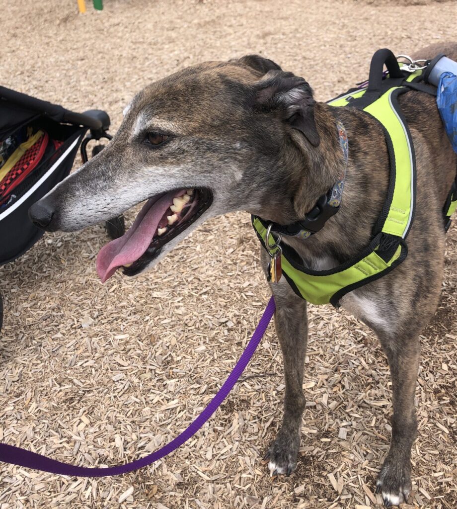 Rusty the greyhound on a walk